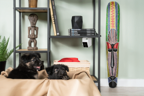 Petcube Cam CC10US - Lemmikloomade jälgimise HD-kaamera - Image 6